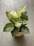 Philodendron Birkin 6” Pot