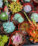 Assorted Medium Succulents Pack