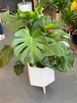 Awesome Monstera 10” Pot