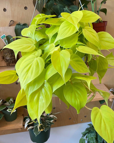 Philodendron Neon Pothos - Medium Size 6” pot