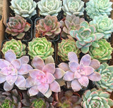 Rosette Mini Succulents Pack