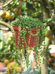 String of Pearls 6” Pot