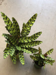 Rattle Snake Plant (6” pot Medium size)