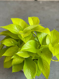 Neon Pothos - Medium Size 6” pot