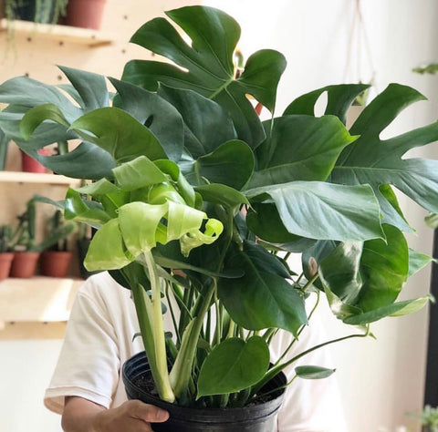 Awesome Monstera 10” Pot