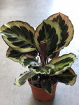 6” Calathea Medalion