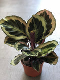 6” Calathea Medalion