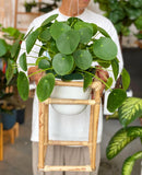 Adorable Large Pilea Pepperomia  8”