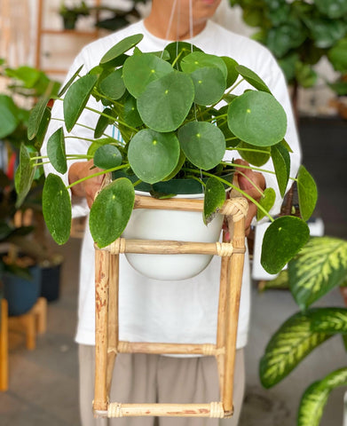 Adorable Large Pilea Pepperomia  8”