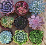 Assorted Medium Succulents Pack