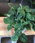 Beautiful Satin Silver Pothos - Medium Size 6” pot