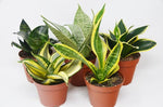 Sanseveria (Snake Plant) 4” pot ( 3 sets)