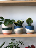 Snake Plant in Navy Planter