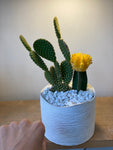 Cactus In A Simple Planter