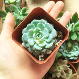 Benefit Starter Succulents Pack