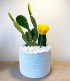 Cactus In A Simple Planter