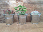 Assorted Mini Succulents Pack