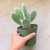 Angel Wing Cactus
