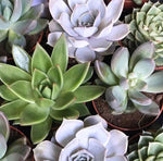 Assorted Medium Succulents Pack