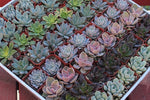 Rosette Mini Succulents Pack