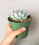 Echeveria 'Tippy' Pink Tip