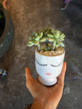 Face Succulent Pot