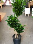 Dracena Compacta Cane Plant