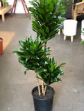 Dracena Compacta Cane Plant