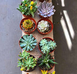 Assorted Medium Succulents Pack