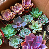 Rosette Mini Succulents Pack