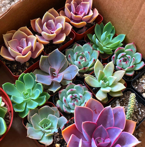 Rosette Mini Succulents Pack