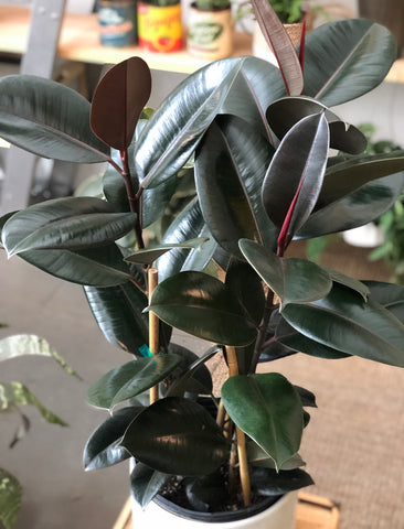 Ficus Elastica Burgundy Tree (Rubber Tree) 10” Pot