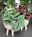 Beautiful Satin Silver Pothos - Medium Size 6” pot