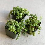 String Of Pearls Plants Succulents