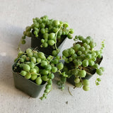 String Of Pearls Plants Succulents