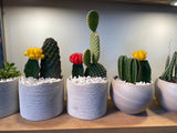 Cactus In A Simple Planter -Red