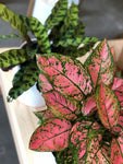 Pink Chinese Evergreen - Medium Size 6” pot