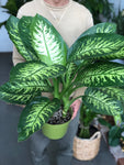 Large Dumbcane 8” pot