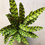 Rattle Snake Plant (6” pot Medium size)