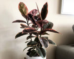 Ficus Elastica Ruby Tree (Rubber Tree) 10” Pot