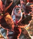 Ficus Elastica Ruby Tree (Rubber Tree) 10” Pot