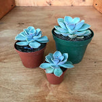 Echeveria Green Pearl