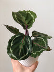 Calathea Medalion