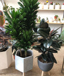 Dracena Compacta Cane Plant