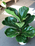 Fiddle Leaf Fig Tree - 6” pot