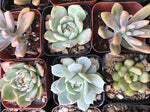 Rosette Mini Succulents Pack