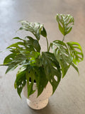 Monstera Adansonii / 4” Swiss Cheese Plant