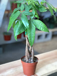 Money Tree 4” Pot