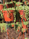 String of Pearls 6” Pot