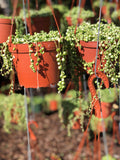 String of Pearls 6” Pot